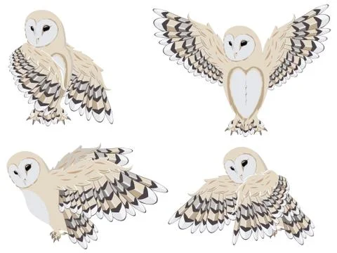 Cartoon Barn Owl Stock-Illustration
