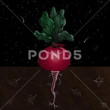 Cartoon beet with roots growing at night in the garden Stock Illustration
