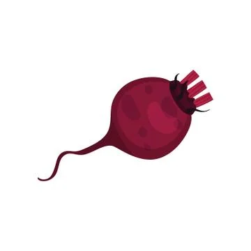 Cartoon beet on white background. Root vegetable. イラスト素材