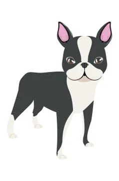 Cartoon Boston Terrier Ilustración de archivo