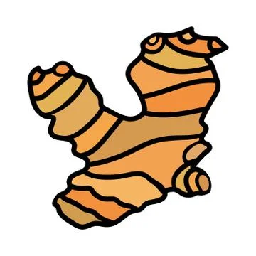 The cartoon brown root of ginger is isolated on a white background. Vector Stock Illustration