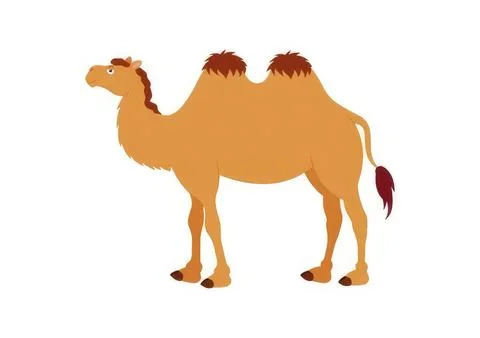 Cartoon camel standing with two humps on a white background Stock Illustration