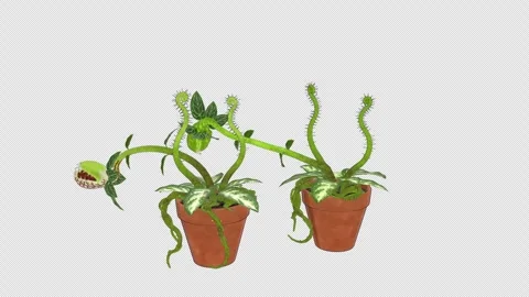 Cartoon Carnivorous Plants Squabbling - Funny 4K Animation Vídeo Stock 342569003