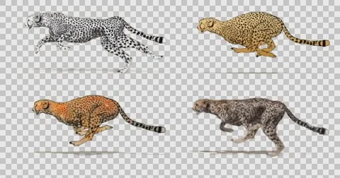 Cartoon cheetah running. Animation cycli... | Stock Video | Pond5