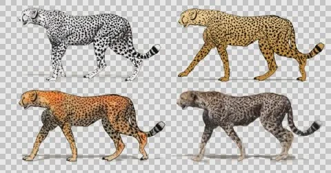 Cartoon Cheetah Stock Video Footage | Royalty Free Cartoon Cheetah Videos |  Pond5