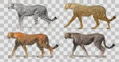 Cartoon cheetah running. Animation cycli... | Stock Video | Pond5