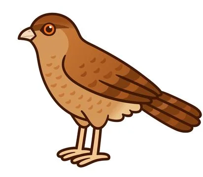 Cartoon Chimango bird drawing Stock Illustration