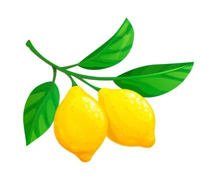 Cartoon citrus fruit, two lemon on tree branch Stock Illustration