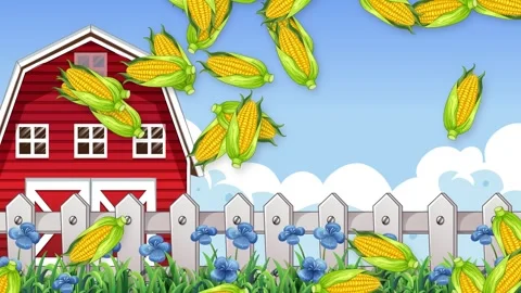 Cartoon Corn Cobs Falling in Front of Red Farm Barn Stock Footage 342471218