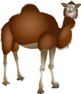 Cartoon Desert Camel Stock-Illustration