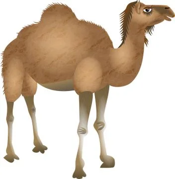 Cartoon Desert Camel Stock-Illustration
