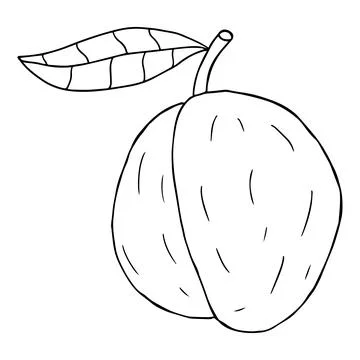 Cartoon doodle linear plum with leaf isolated Illustrazione stock