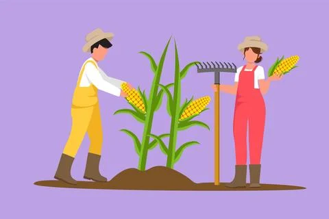 Cartoon flat style drawing young couple farmers picking corn on the tree. F.. Stock Illustration