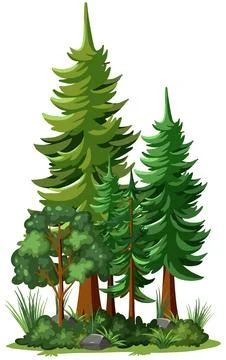 Cartoon Forest Vector Illustration with Evergreen and Deciduous Trees Stock Illustration
