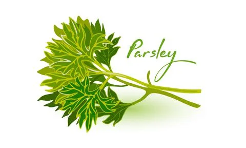 Cartoon fresh parsley bundle Stock Illustration