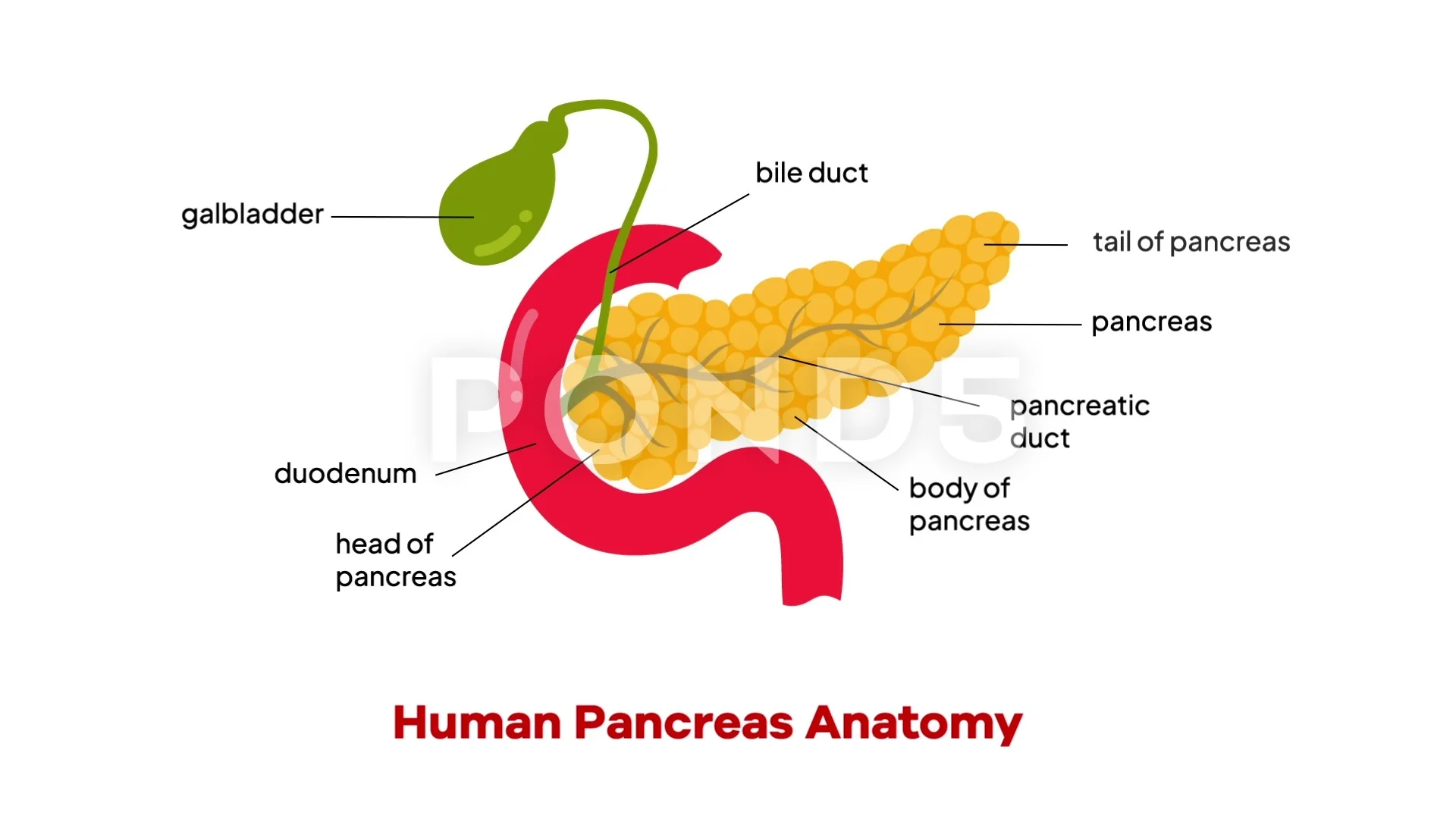 cartoon pancreas