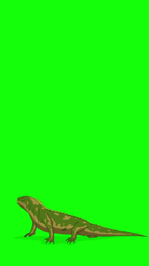 Cartoon Iguana or Comodo Dragon on Green Screen Background. 2D animation Ve.. Stock Footage 326047689