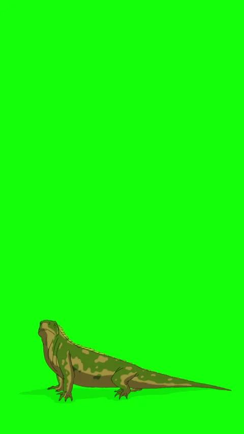 Cartoon Iguana or Comodo Dragon on Green Screen Background. 2D animation Ve.. Stock Footage 326047691