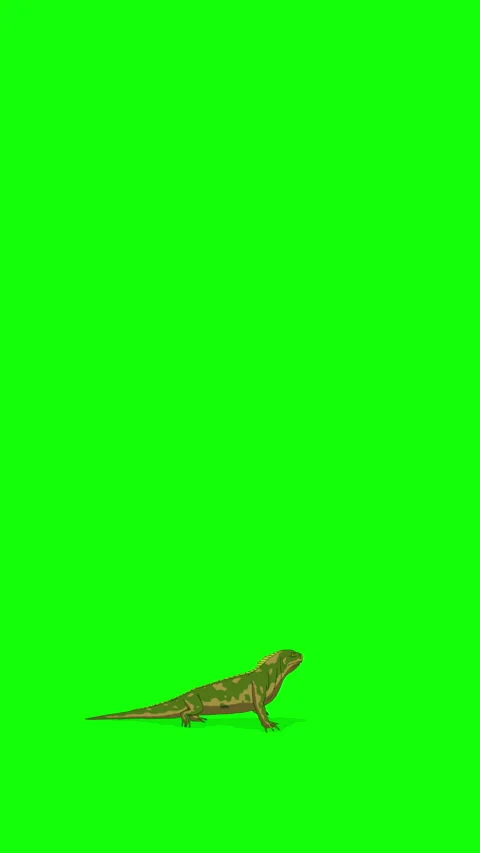 Cartoon Iguana or Comodo Dragon on Green Screen Background. 2D animation 4K.. Stock Footage 326292652