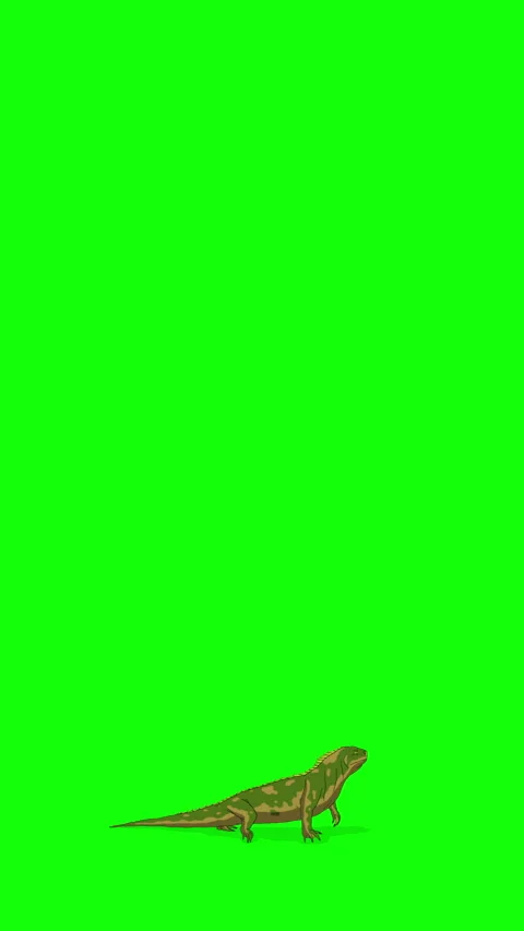 Cartoon Iguana or Comodo Dragon on Green Screen Background. 2D animation 4K.. Stock Footage 326292671