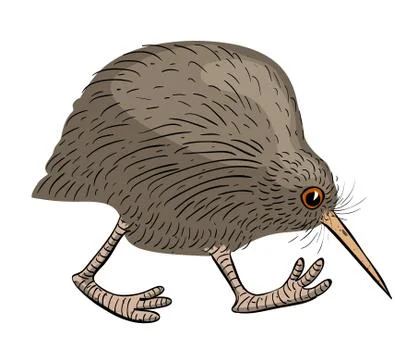 kiwi bird clipart black and white sun