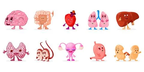 Cartoon internal human organs characters set Stock Illustration