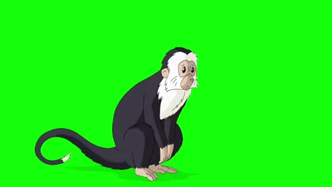 Cartoon Monkey on Green Screen Background. 2D animation Stock Footage 304481153