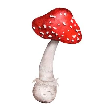 Cartoon pattern with red fly agaric on white background. Elegant mushroom for Stock Illustration