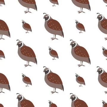 Cartoon Quail Seamless Pattern on White Vector Stock Illustration
