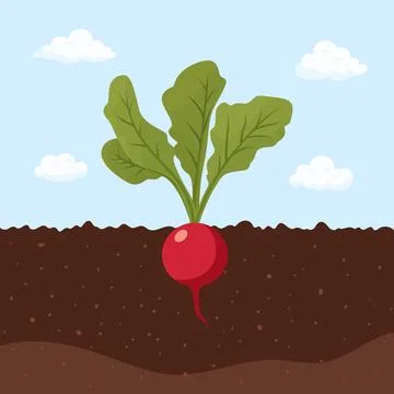 Cartoon Radish Growing in Soil, Flat Vector Illustration. Cute Root Vegetable Stock Illustration