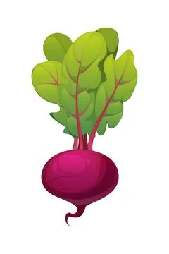 Cartoon raw ripe beetroot vegetable, purple bulb Stock Illustration
