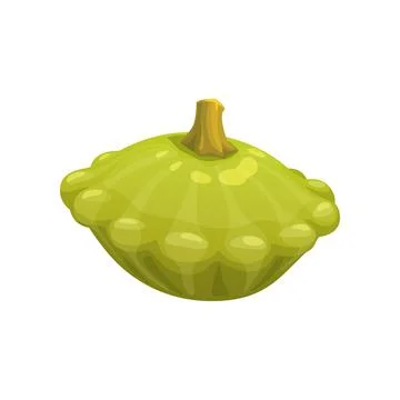 Cartoon raw squash, vector vegetable food Stock Illustration