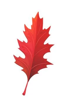 Cartoon red tree oak leaf in autumn season Stock Illustration