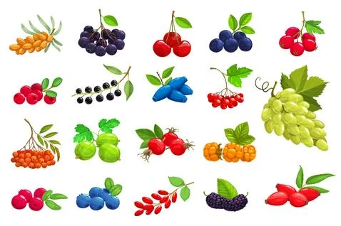 Cartoon ripe berries vector isolated icons set Stock Illustration