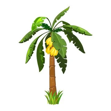 Cartoon ripe fruit on tree Stock Illustration