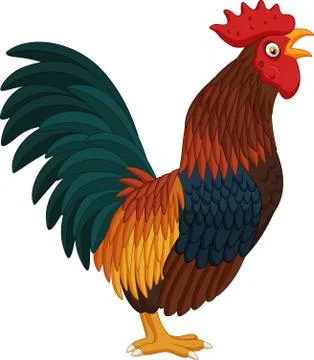Cartoon rooster crowing on white background Stock Illustration