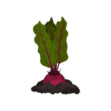 Cartoon root vegetable growing in ground. Beetroot concept. 스톡 일러스트