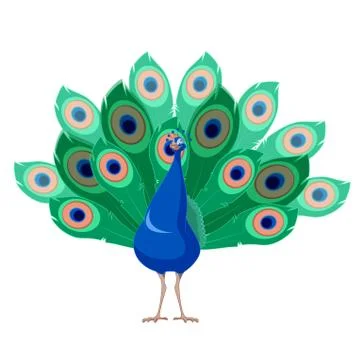 Cartoon smiling Peacock Stock Illustration