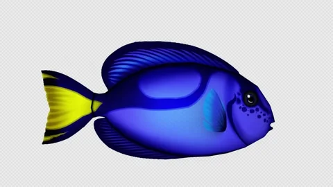 Cartoon Tang Fish blue Version with transparent (alpha) background Stock Footage 234863627