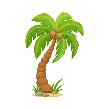 Cartoon tropical palm tree with coconuts Stock Illustration