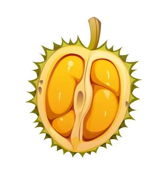 Cartoon tropical ripe raw half of durian fruit Stock Illustration