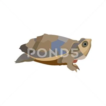 Cartoon turtle isolated on white background. Vector Stock Illustration