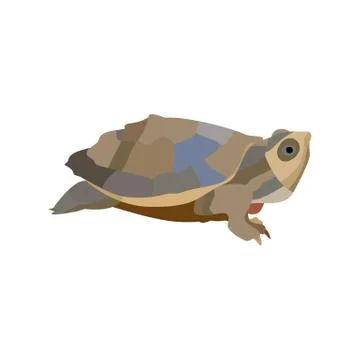 Cartoon turtle isolated on white background. Vector Stock Illustration