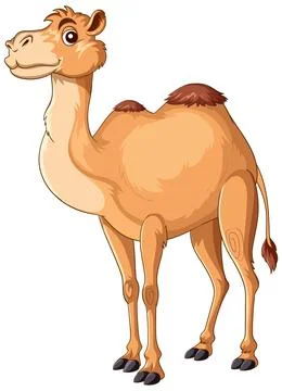 Cartoon Two-Humped Camel Standing on White Background Stock Illustration