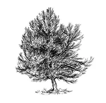 Cartoon Vector Drawing of Pine Conifer Tree Illustrazione stock