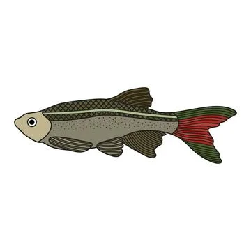 Cartoon Vector illustration White Cloud Mountain Minnow fish icon Isolated .. Stock Illustration