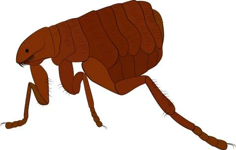 Cartoon vector image of flea isolated on white Stock Illustration