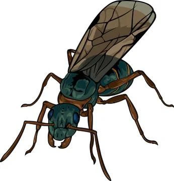 Cartoon winded ant Stock Illustration