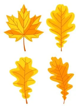 Cartoon yellow oak leaf set Stock Illustration