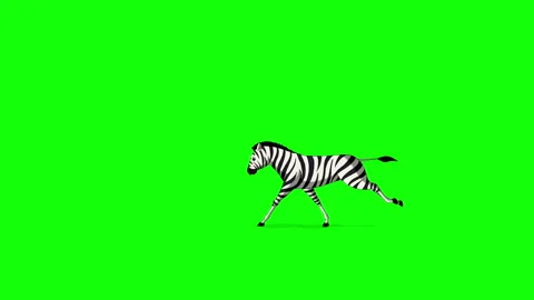 Cartoon Zebra on Green Screen Background 2D animation HD Stock Footage 333605783